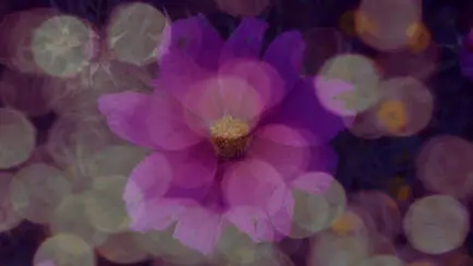 retune-flower